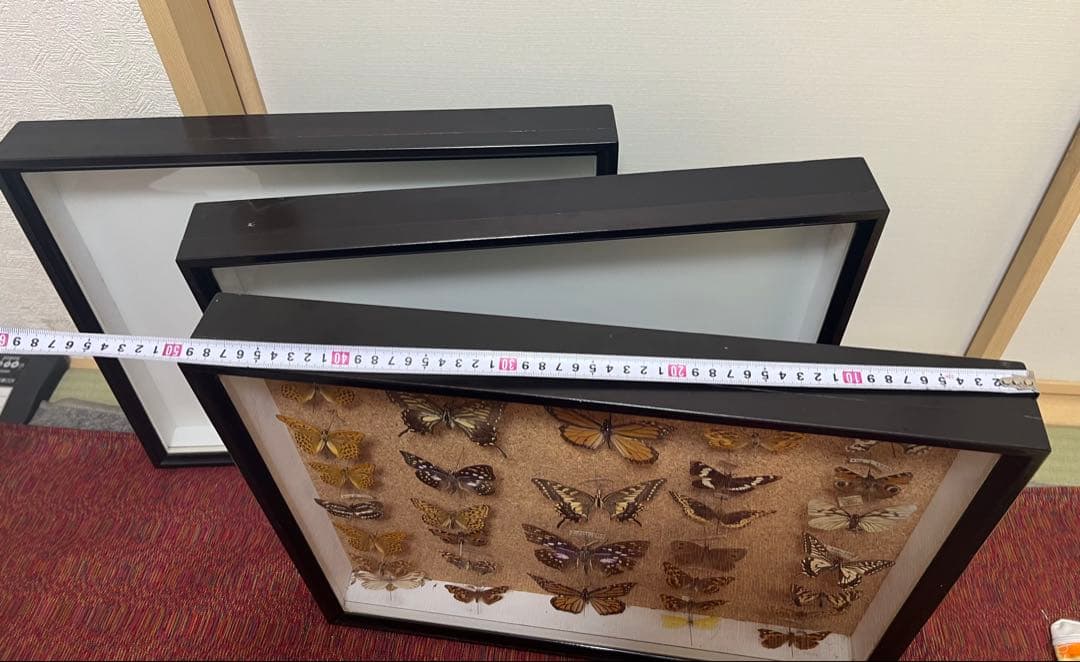 ドイツ空箱2点と蝶標本1点3セット 黒50x42x6cm蝶か30匹現状品のみ