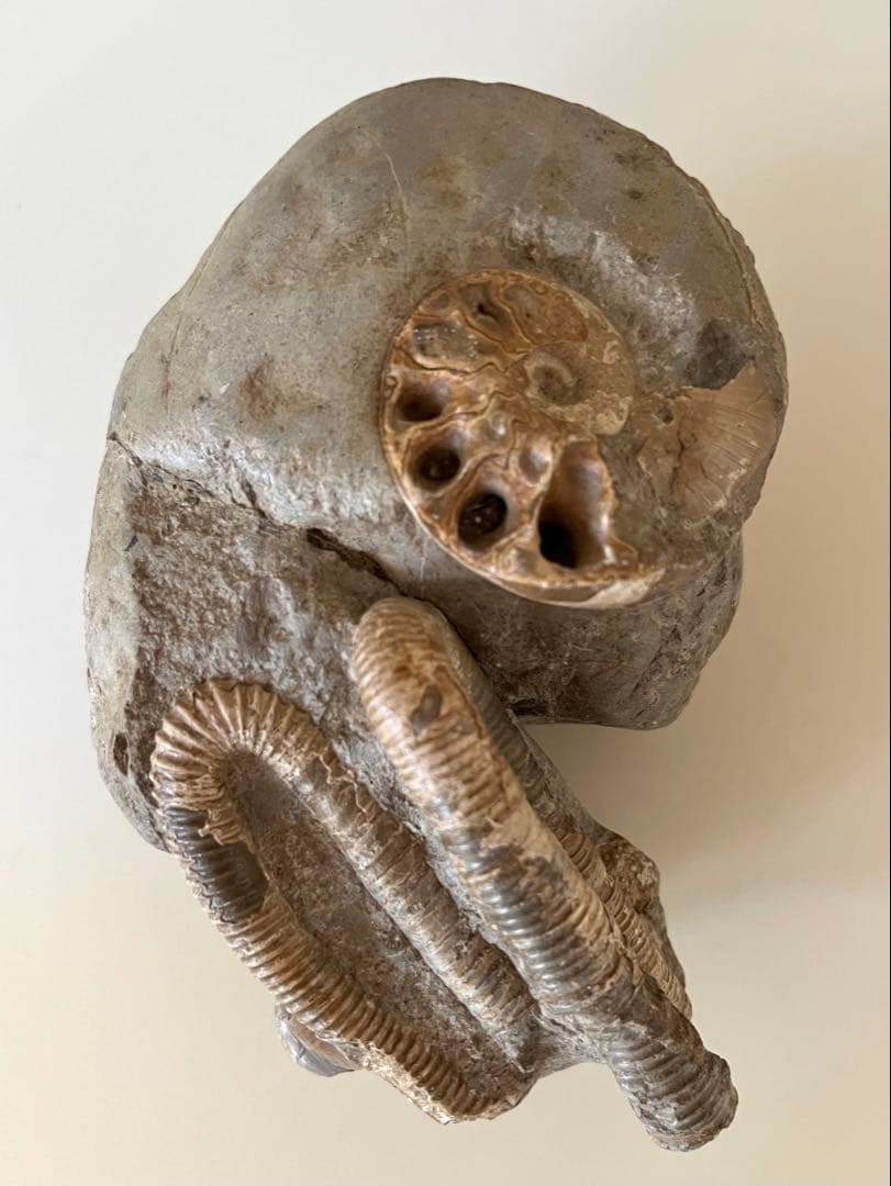 異常巻きアンモナイト化石