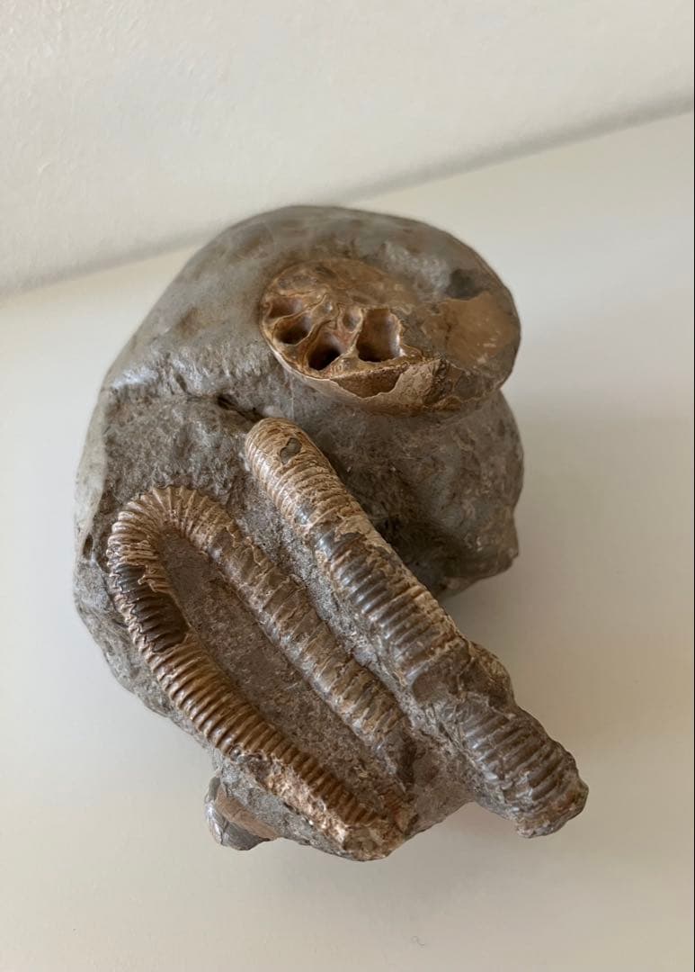 異常巻きアンモナイト化石