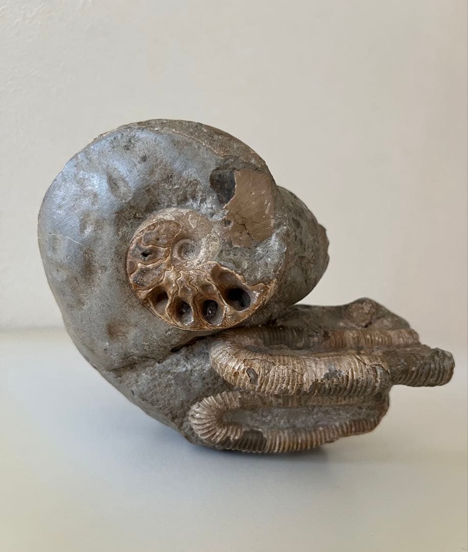 異常巻きアンモナイト化石