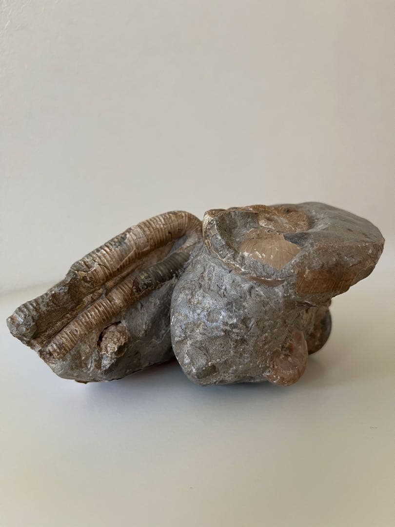 異常巻きアンモナイト化石