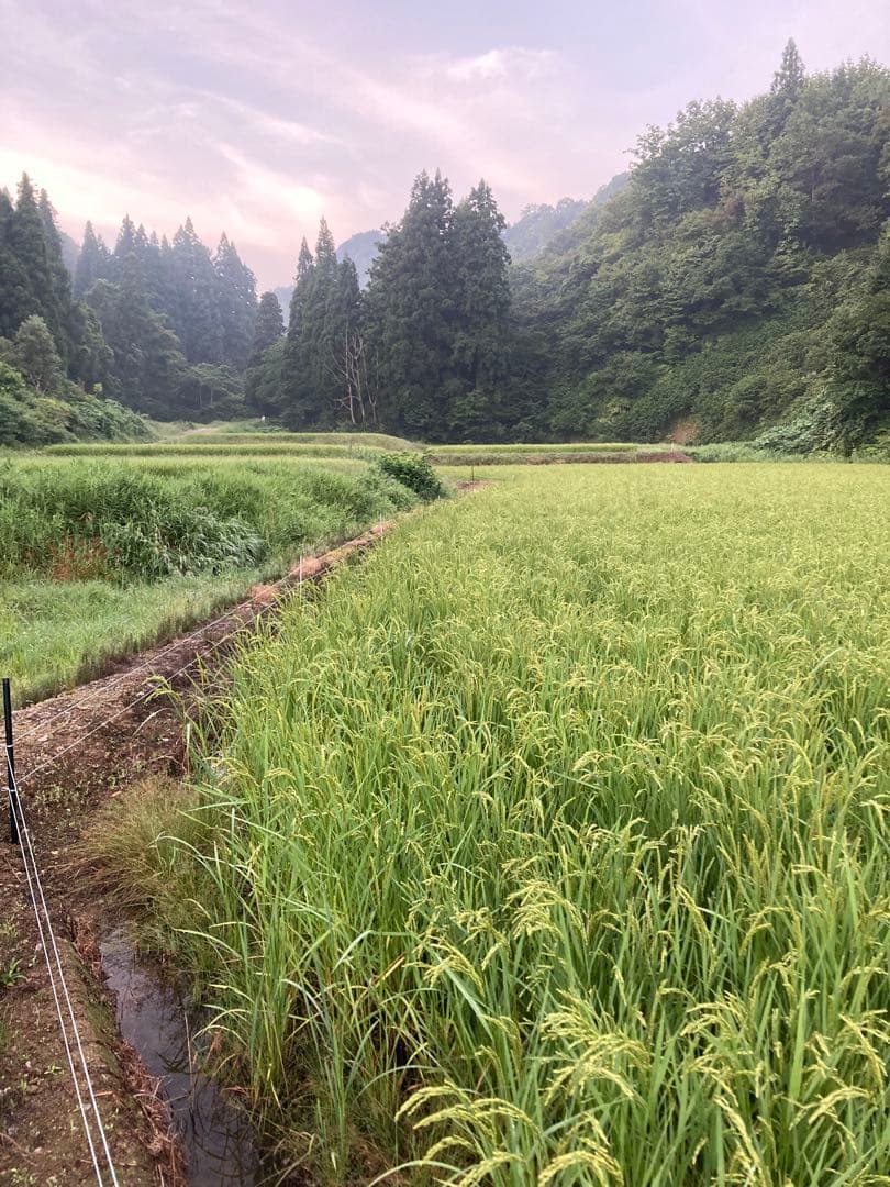 魚沼産コシヒカリ玄米10㌔