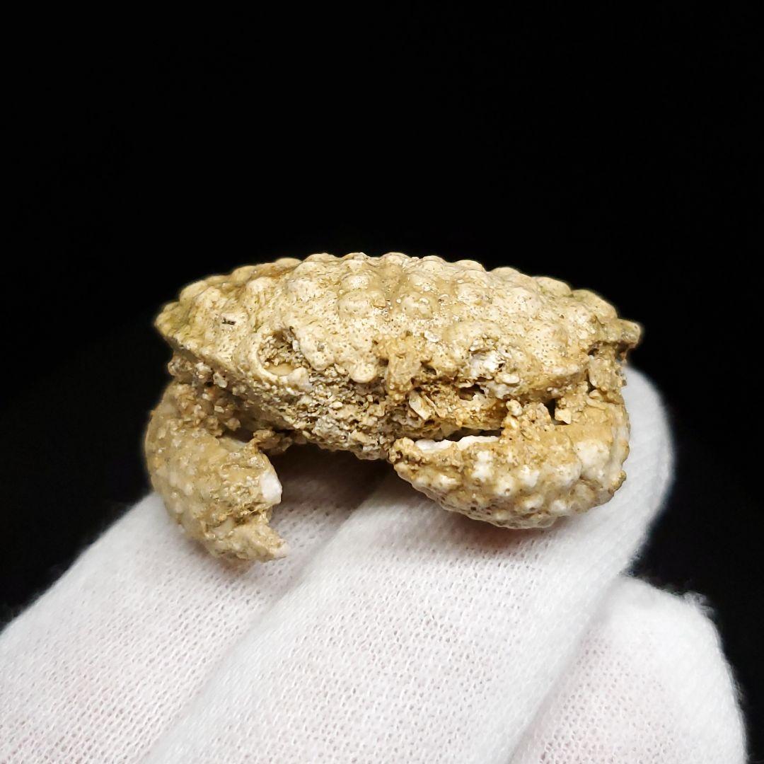 美品 カニ 本物 化石 産 37.86mm  fcr4