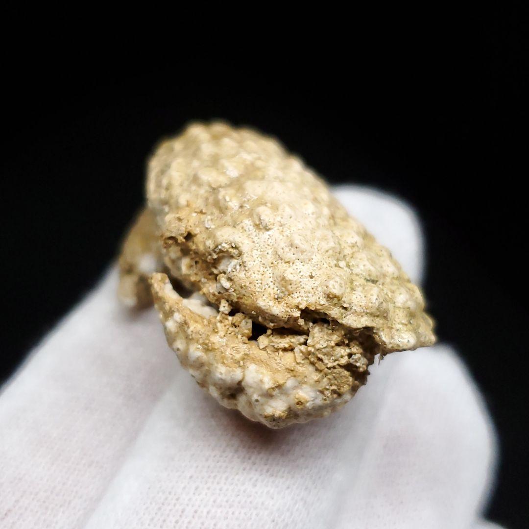 美品 カニ 本物 化石 産 37.86mm  fcr4