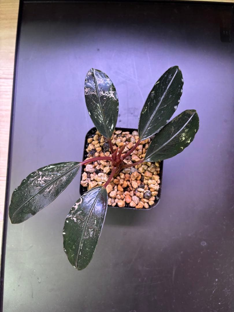 ブセファランドラSp. King Tetana 水上葉