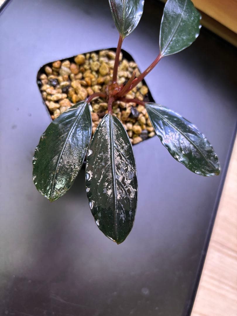 ブセファランドラSp. King Tetana 水上葉