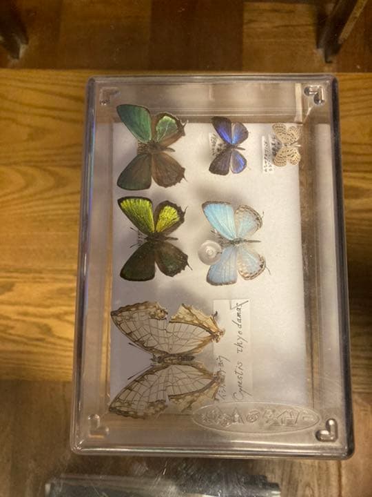 蝶の標本　レア