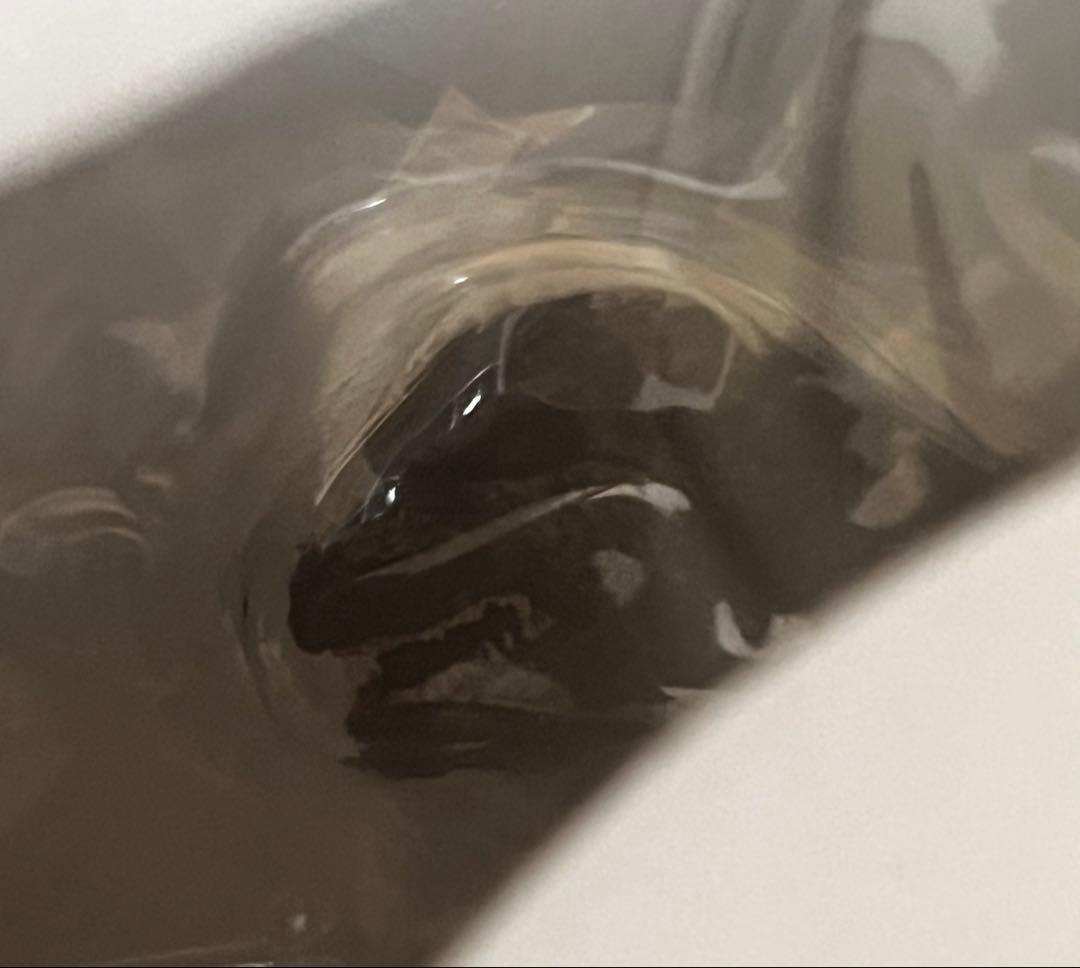 S.H.モンスターアーツ ゴジラ (2023) 通常版