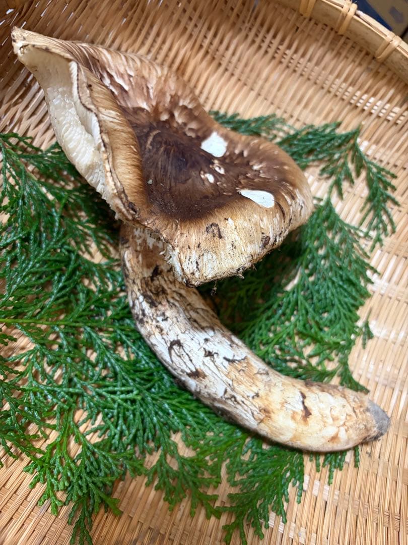 【特大】　国産松茸　　240g 徳島県産