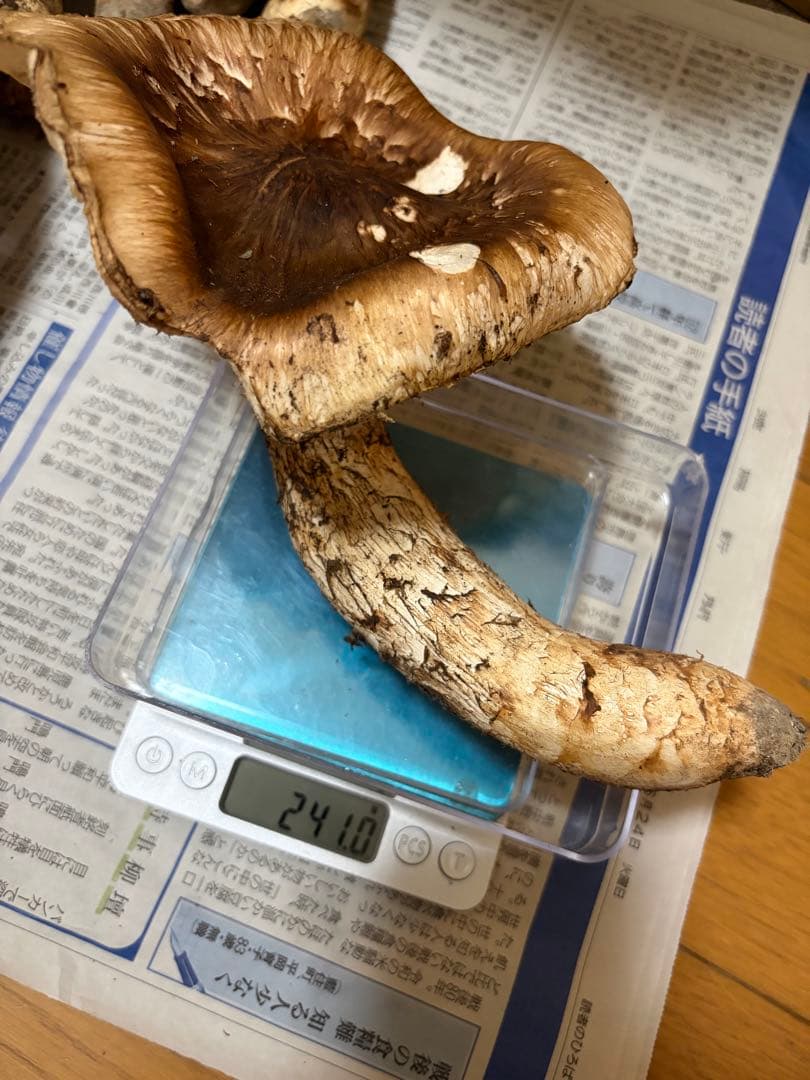 【特大】　国産松茸　　240g 徳島県産