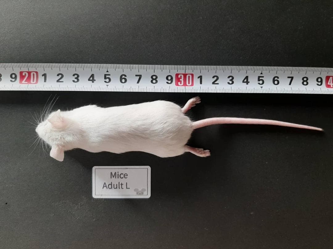 ★しお★国産 冷凍マウスアダルト L 30匹 ピンクL50匹