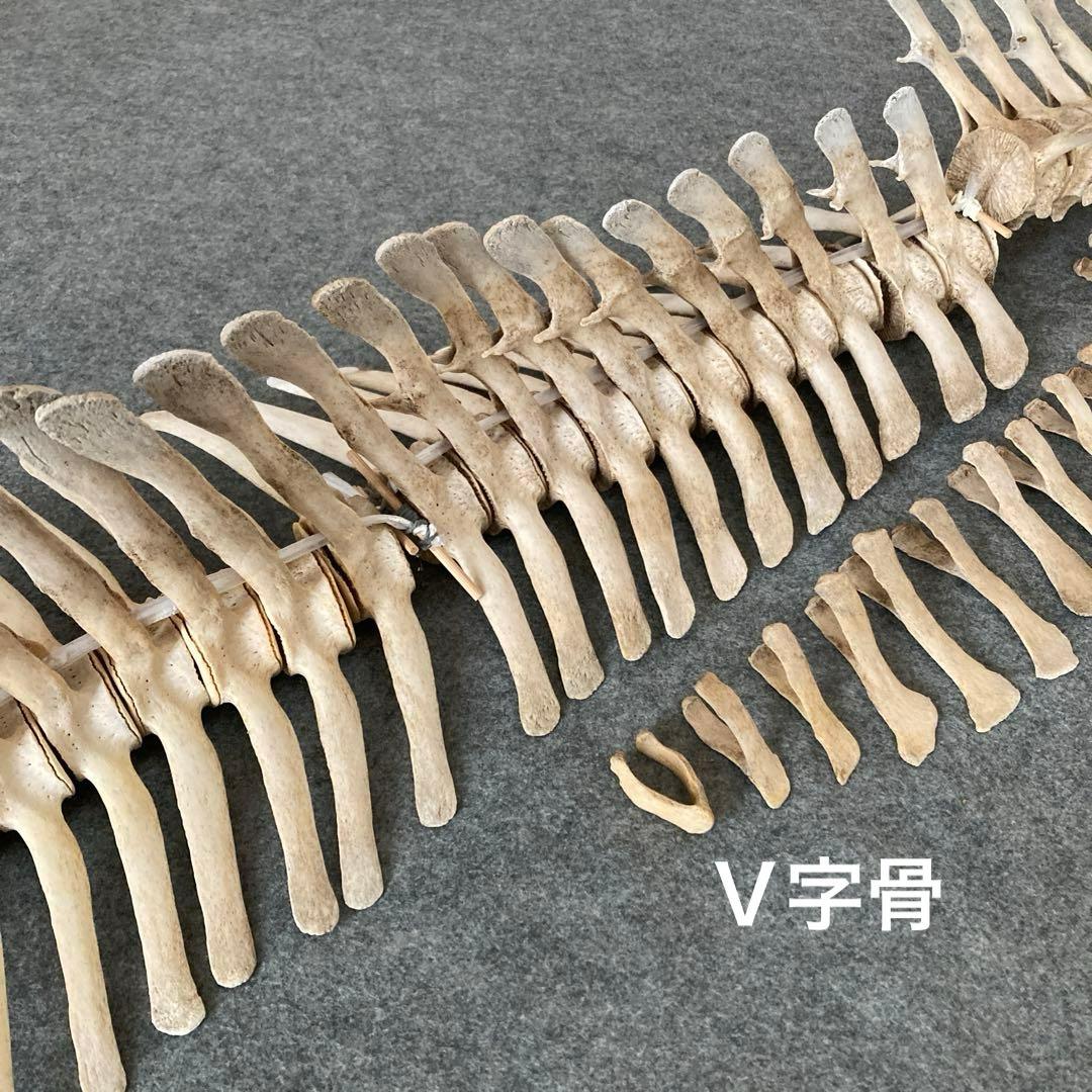 イルカの骨 骨格標本