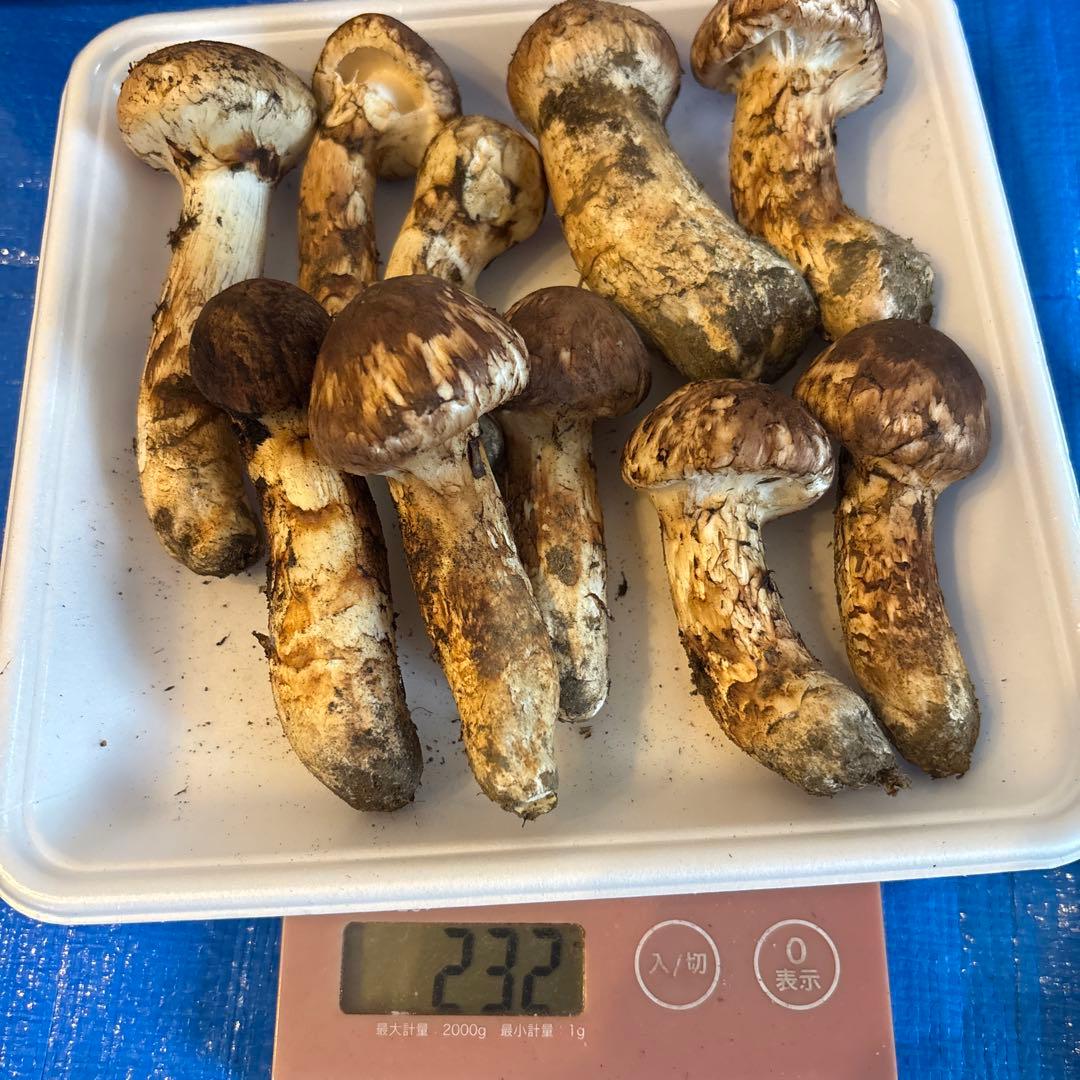 岩手県　宮古産　松茸