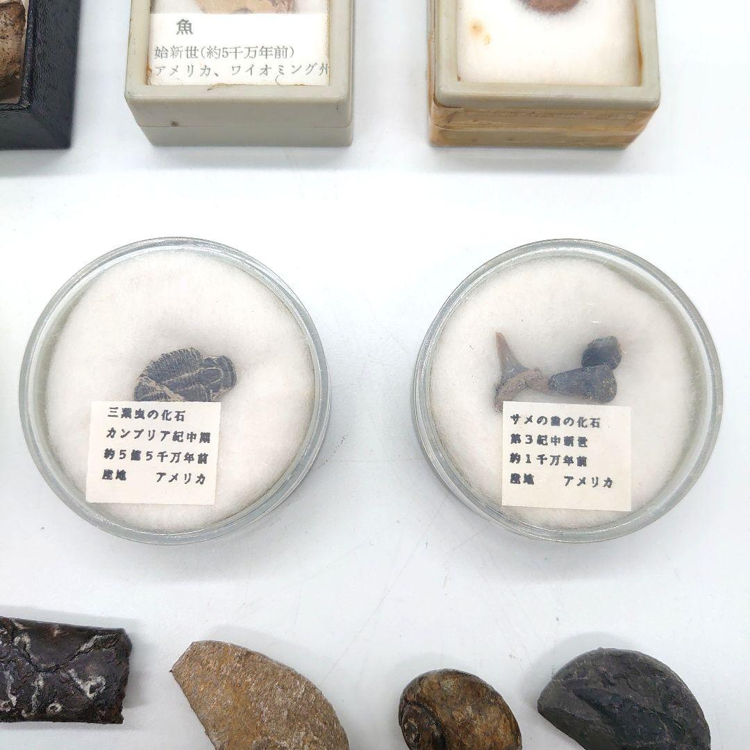 化石 ストーン 海外 標本 アンティーク まとめ売り