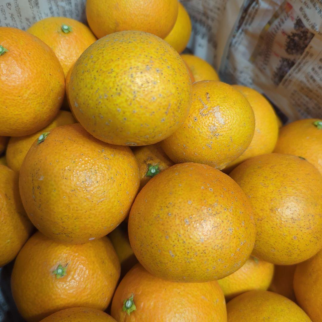 152愛果 まどんな 家庭用 10kg