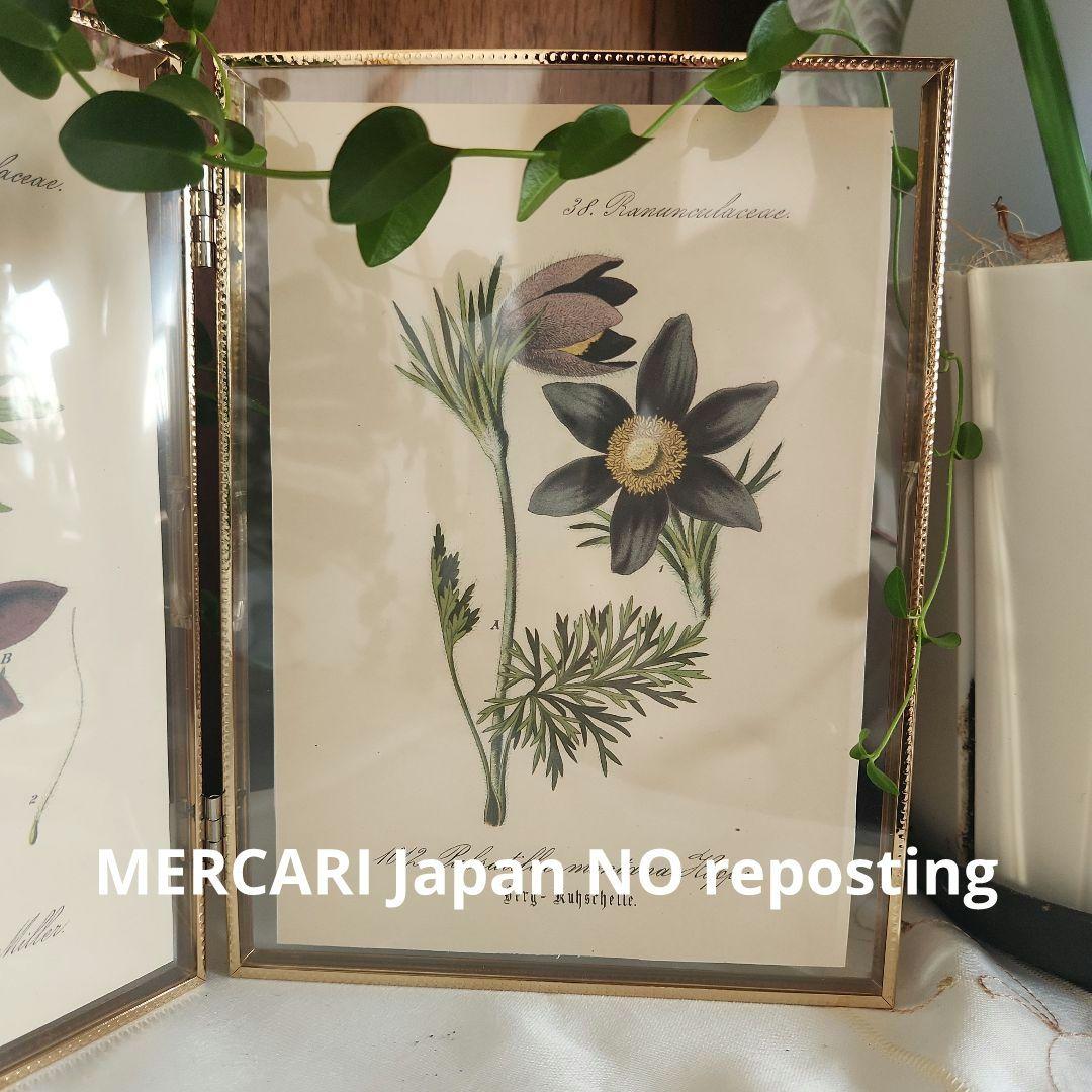 ボタニカルアート　植物画　アンティーク　リトグラフ　インテリア　植物図鑑　29