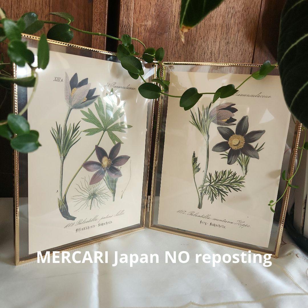 ボタニカルアート　植物画　アンティーク　リトグラフ　インテリア　植物図鑑　29