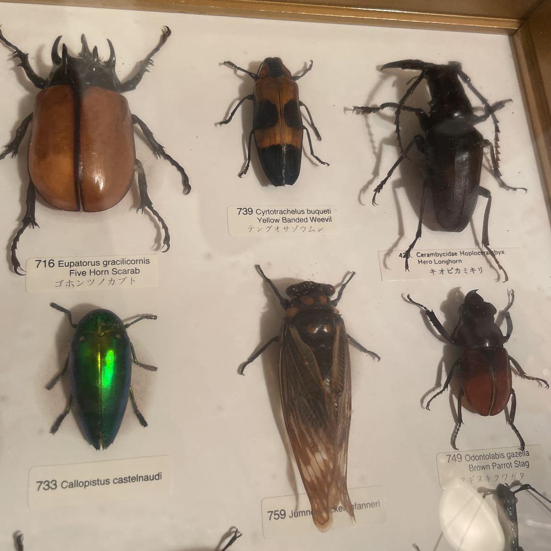 昆虫標本 一式