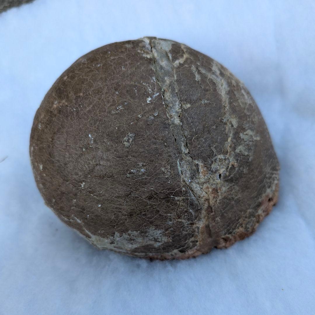 本物保証　恐竜ハドロサウルスの卵化石　絶品美肌の美品卵　極上カバー率　補修あり