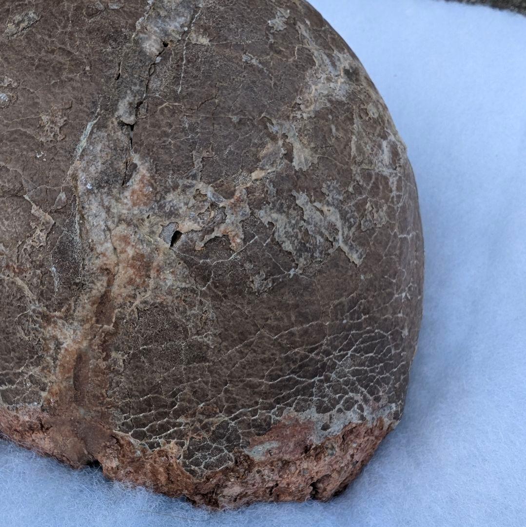 本物保証　恐竜ハドロサウルスの卵化石　絶品美肌の美品卵　極上カバー率　補修あり