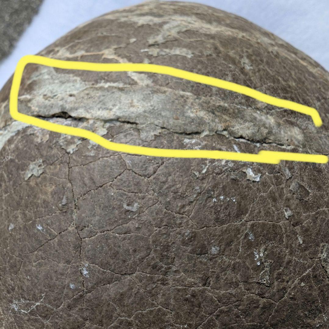 本物保証　恐竜ハドロサウルスの卵化石　絶品美肌の美品卵　極上カバー率　補修あり