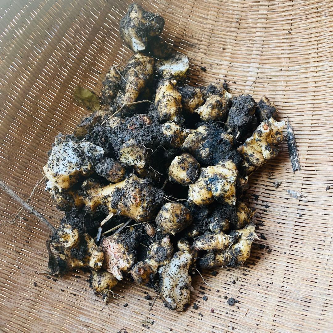 菊芋30キロ目安　常温発送　訳あり　土付き