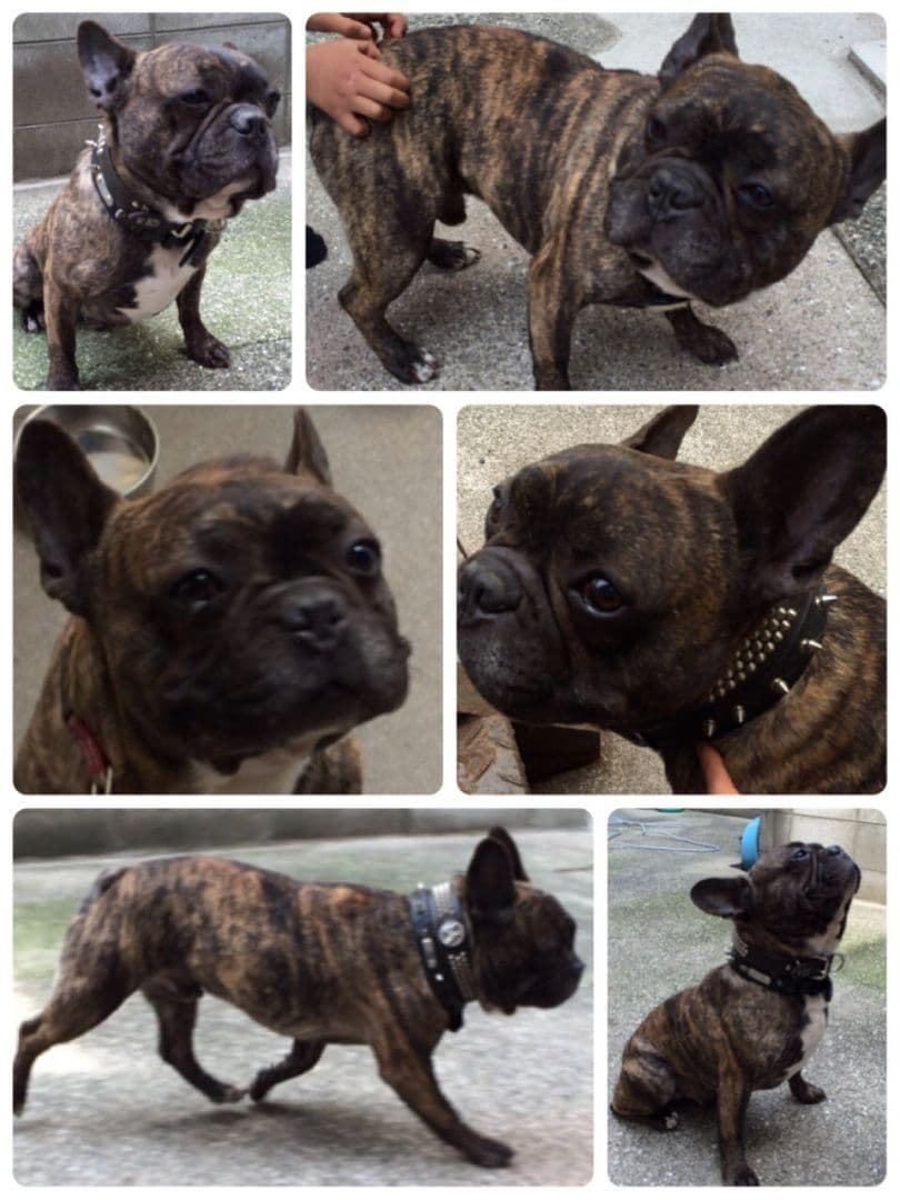 ゆき♥️  フレンチブルドッグ 確認画面♥️