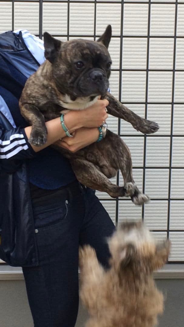 ゆき♥️  フレンチブルドッグ 確認画面♥️