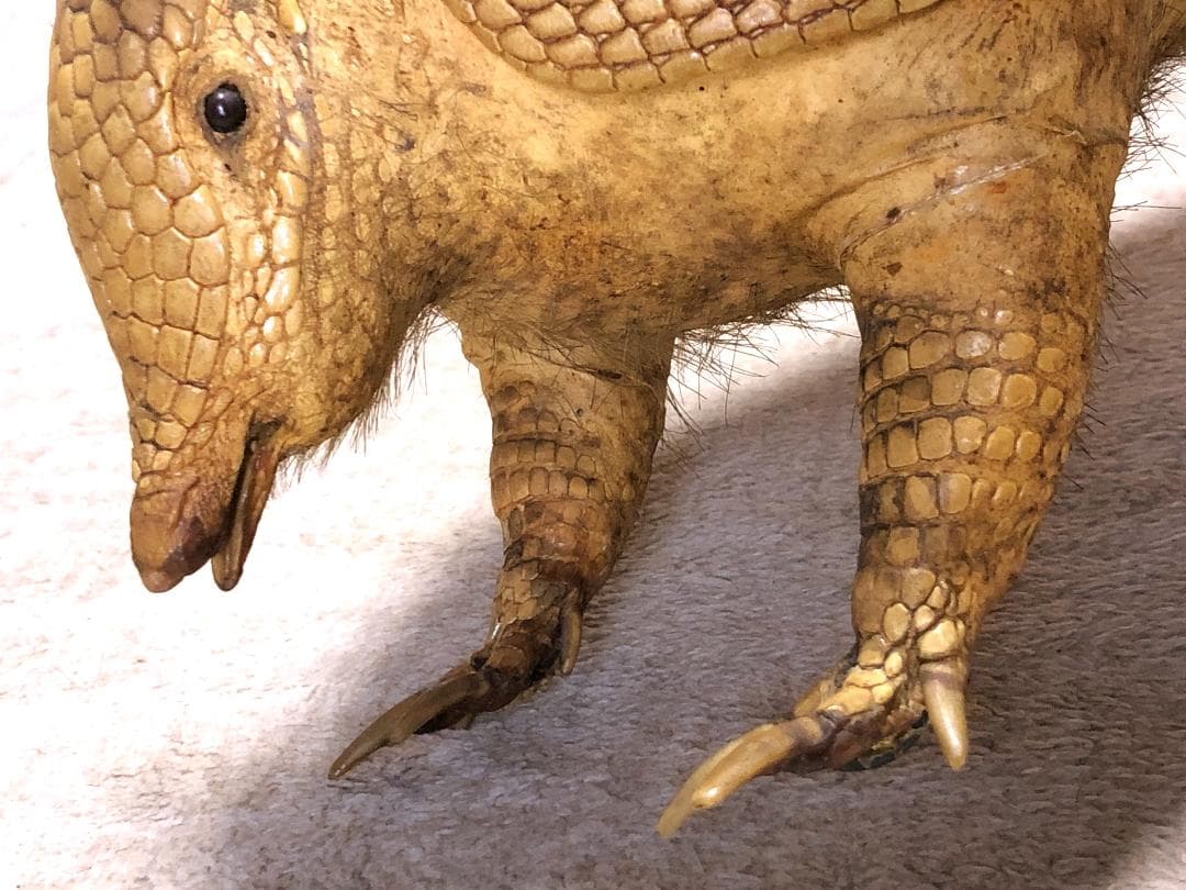 【 ココノオビアルマジロ剥製 】　合法品　完全体（一部修復）　木台付