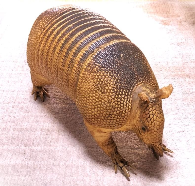 【 ココノオビアルマジロ剥製 】　合法品　完全体（一部修復）　木台付