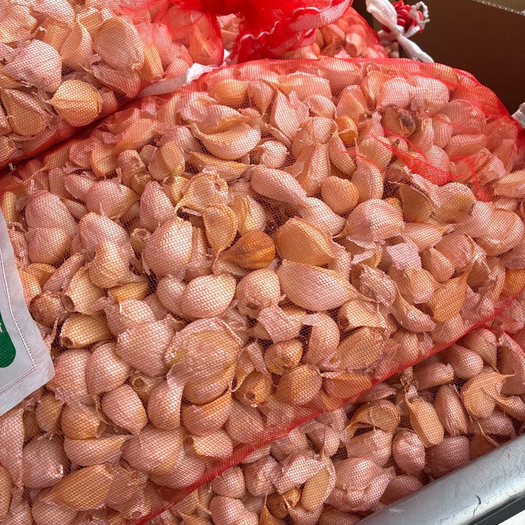 新物　青森県バラにんにく5Kg 大