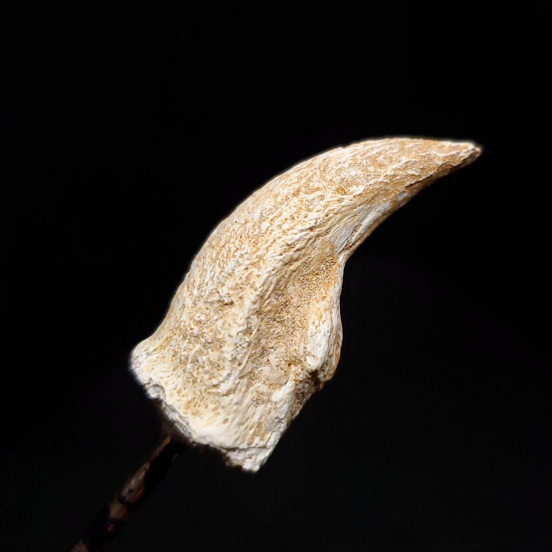 クロコダイル 爪 化石 本物 モロッコ産 36.16mm  fr94