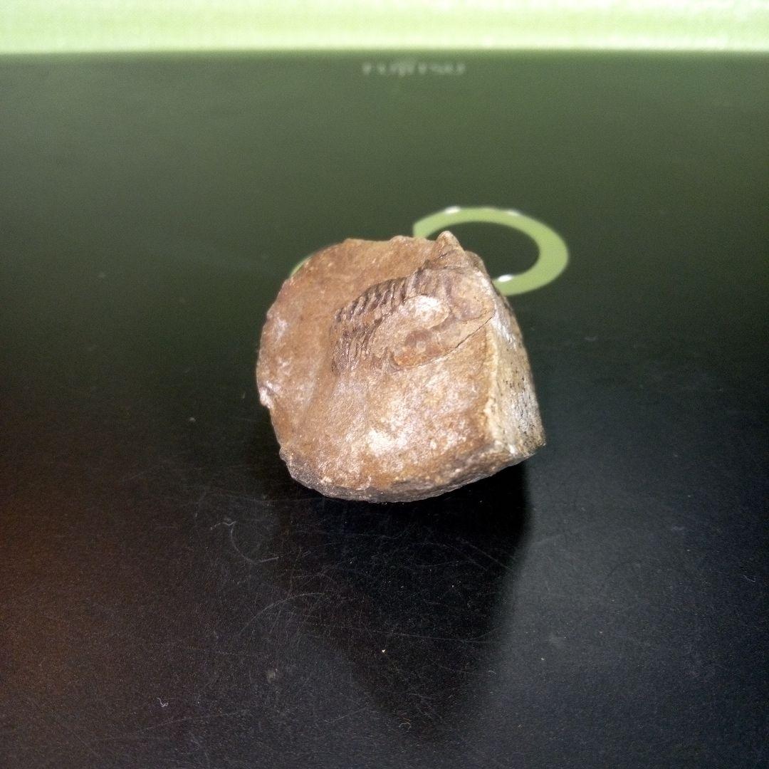 三葉虫　化石　fossil　ボリビア　trilobite　三葉虫綱　三葉虫管理①