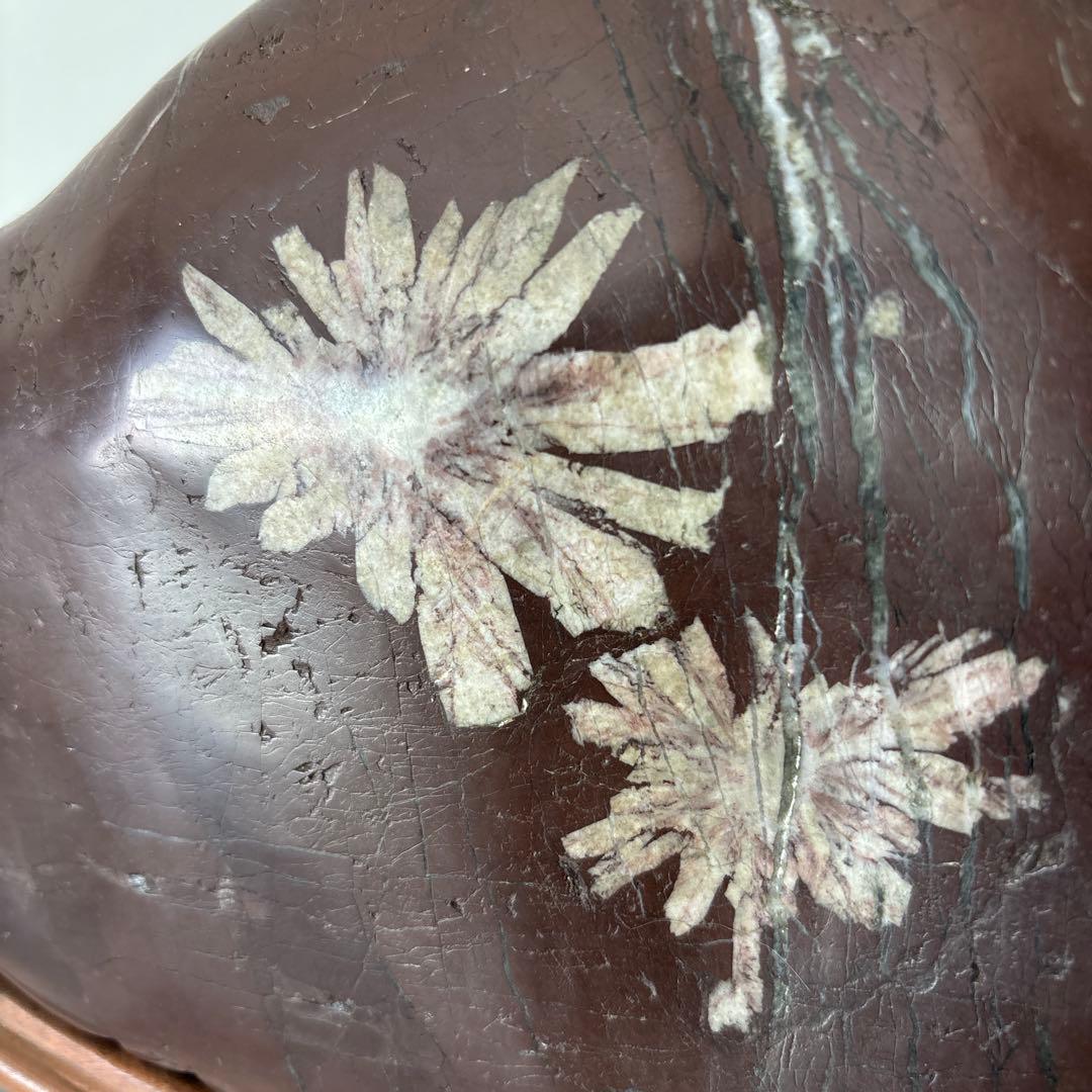 菊花石 木製台座付き 鑑賞石 自然石 天然石 鉱物 置物