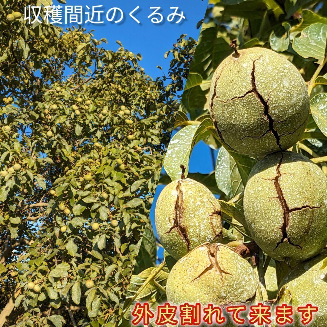 【かおりん商品 】 限定セール 殻付きくるみ 極小〜小サイズ 14kg