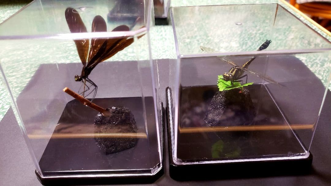 Mori出品 立体標本5点