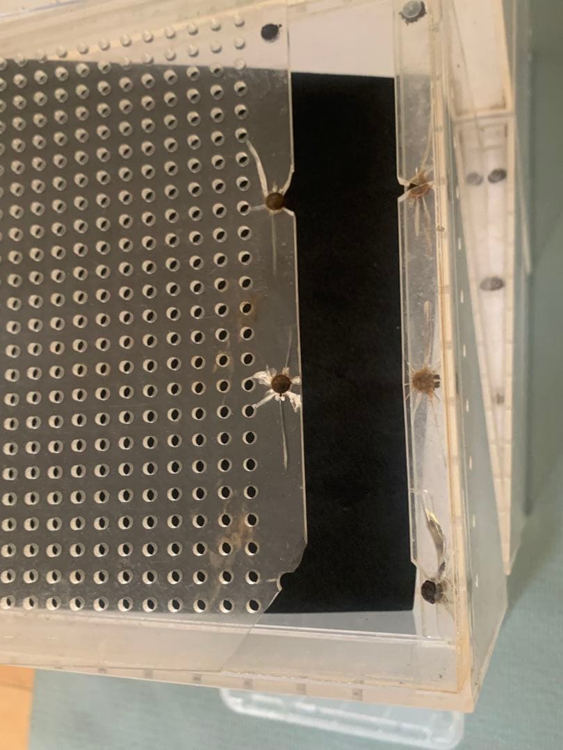 B*Y様 アクリル 多目的ケース レオパに最適‼️