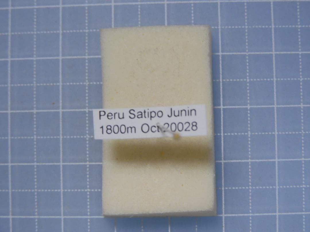 標本 Peru Mantodea sp. 44mm