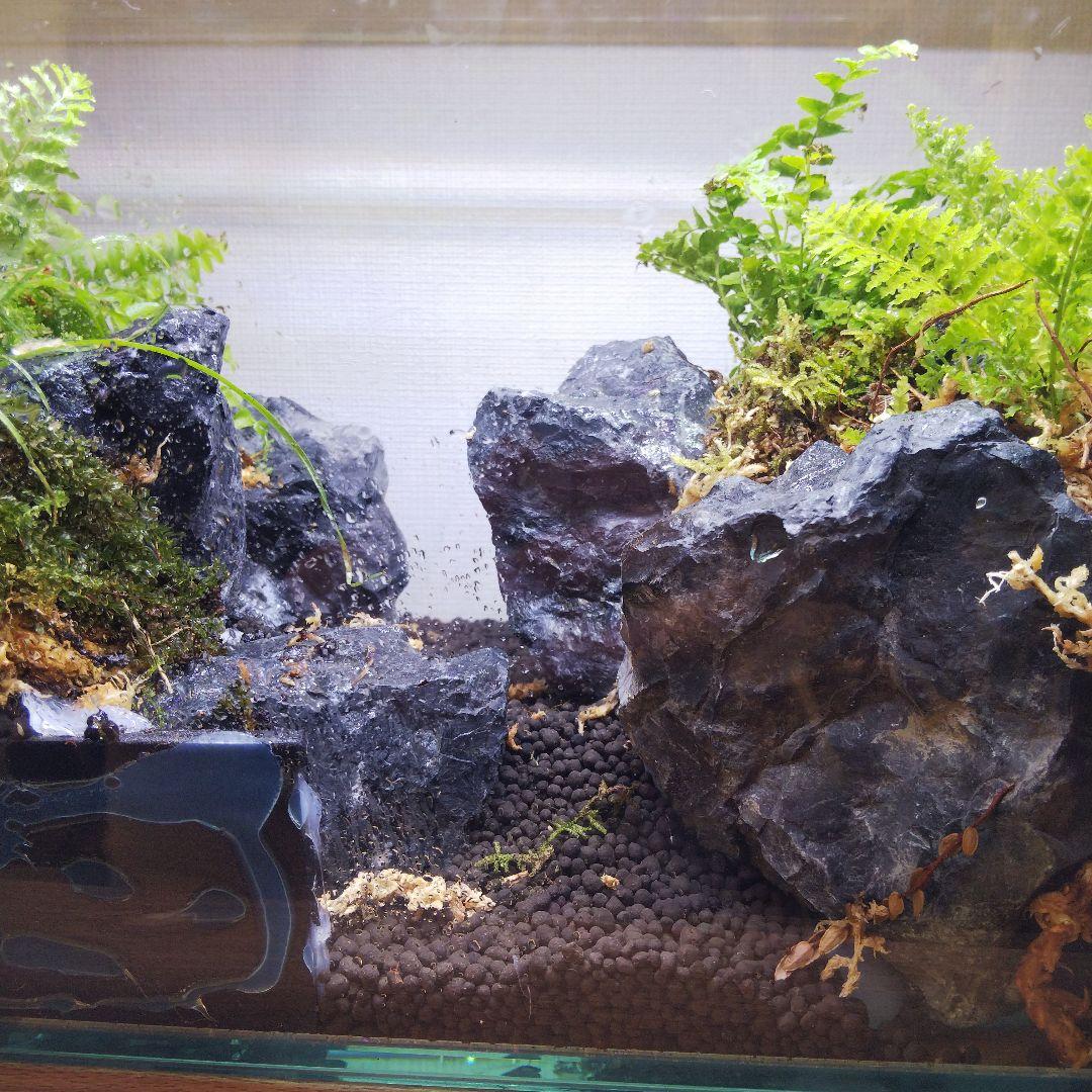 【受注生産】アクアテラリウム　カニリウム　イモリウム　苔　水槽　苔テラリウム