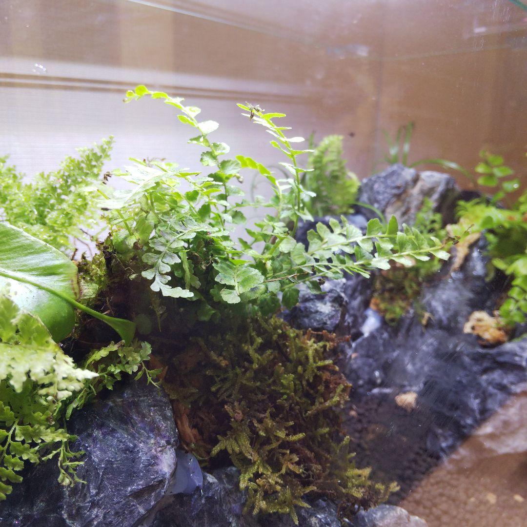 【受注生産】アクアテラリウム　カニリウム　イモリウム　苔　水槽　苔テラリウム