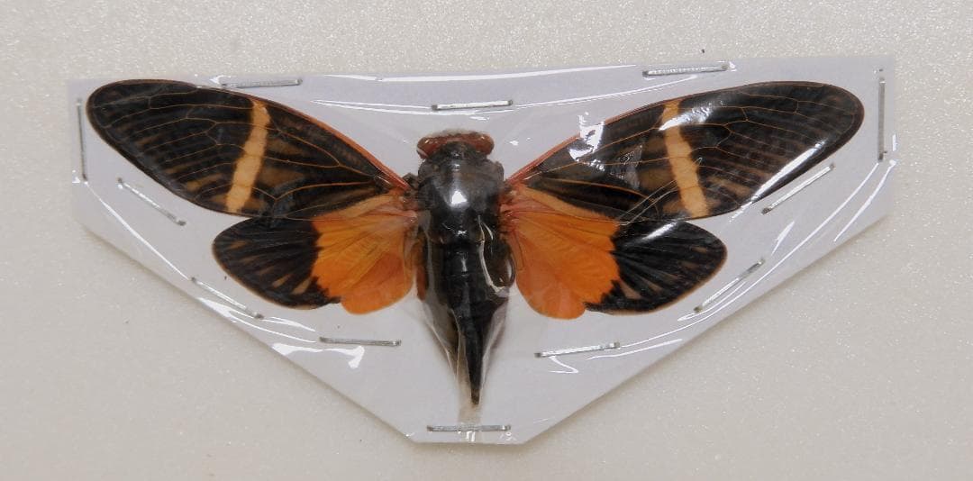 アジア産 セミ8点セット 1