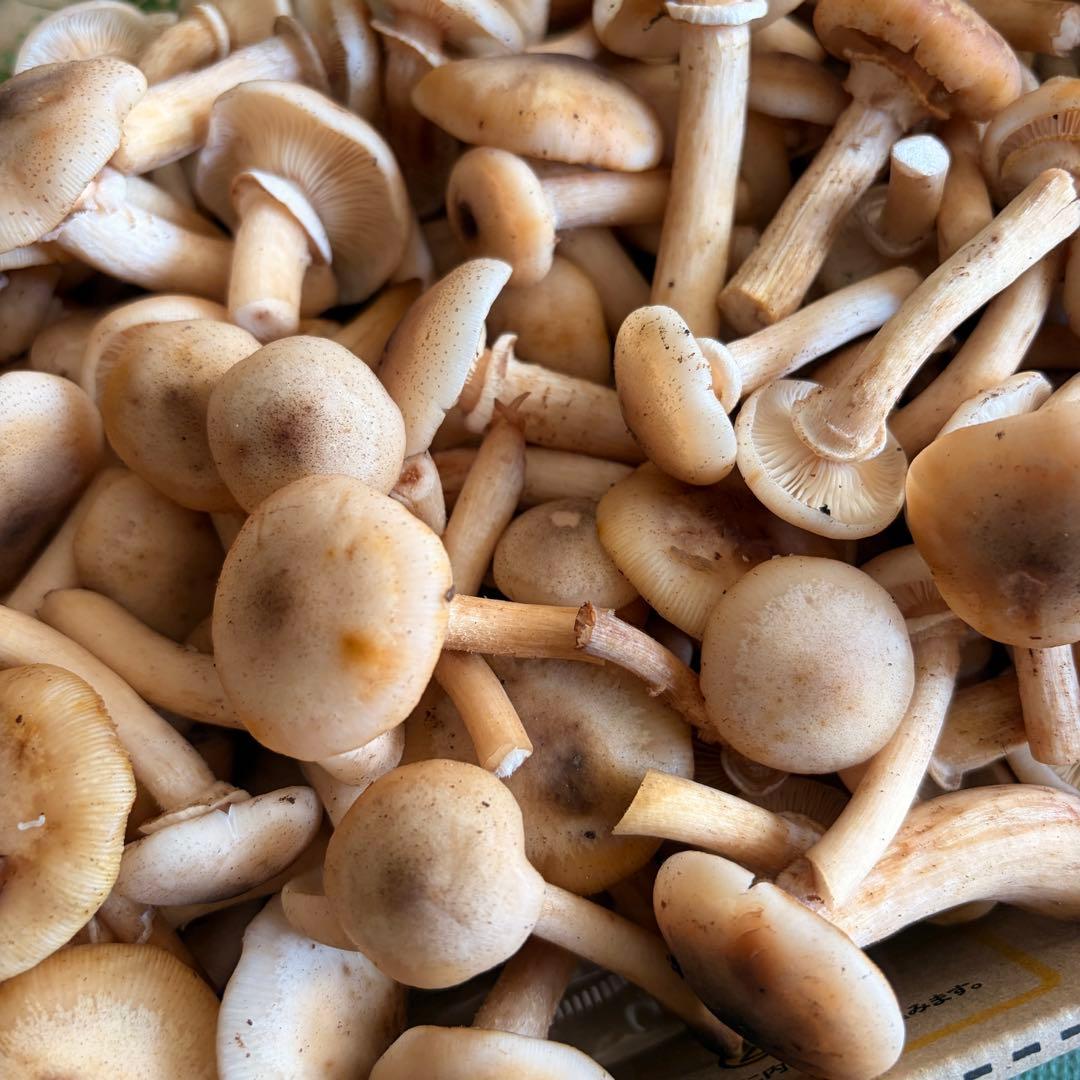 食材仕入れ専門‼️ 天然きのこ ハナイグチ ナラタケ 2kg クール便送料込