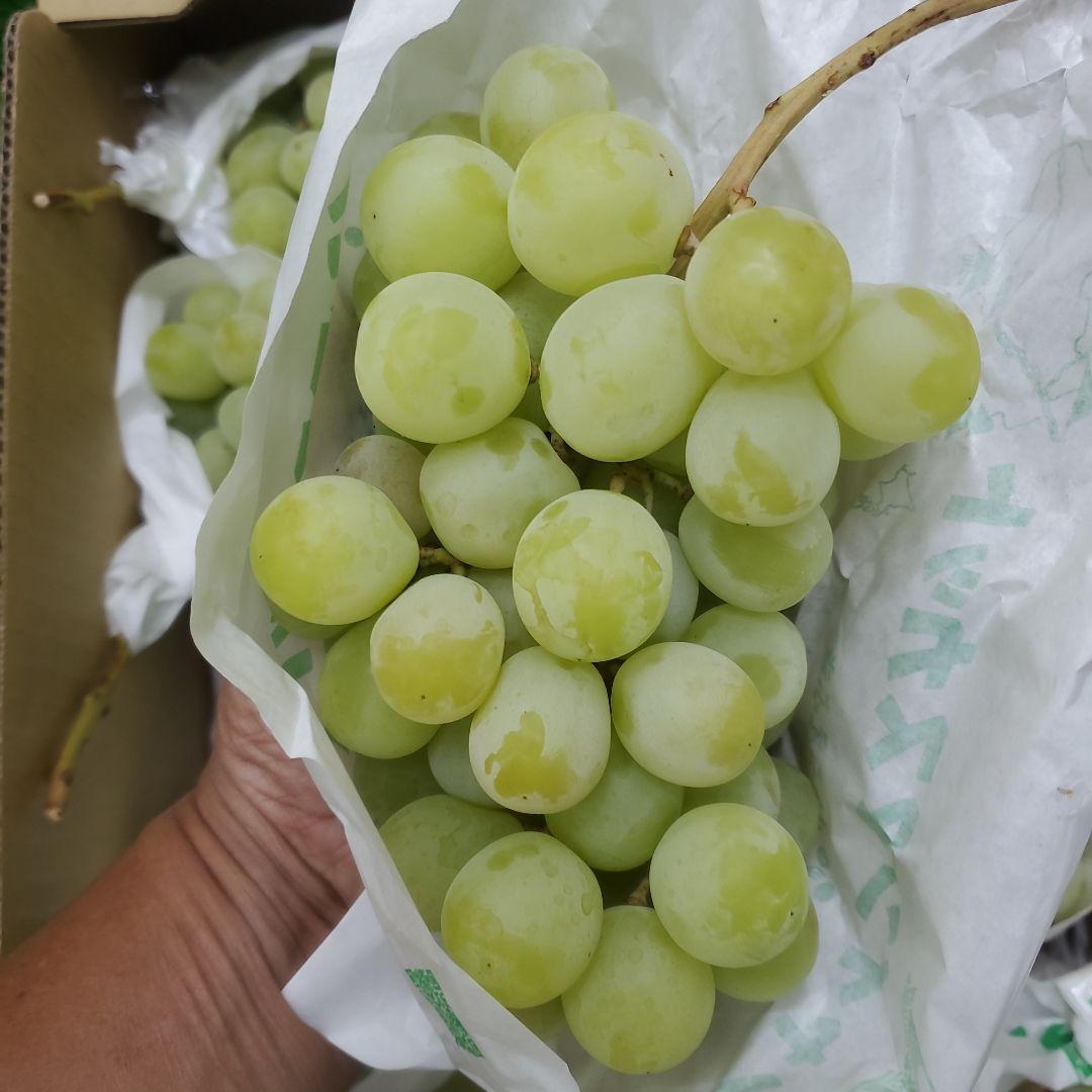 8️⃣ 山梨県産 シャインマスカット ９房入り 箱込み5.5キロ