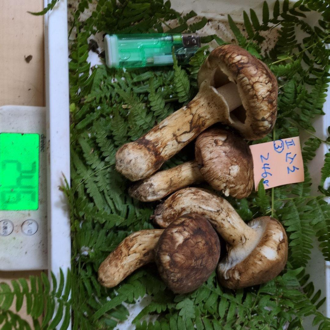 和歌山松茸 新鮮朝市　込み込み　246㌘