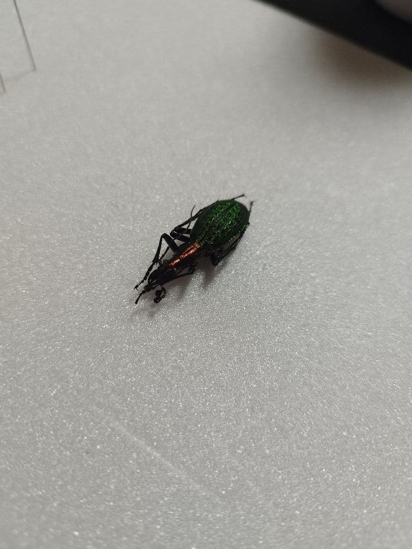 ホソクビナガオサムシ/韓国.智異山産【外国産オサムシ標本】