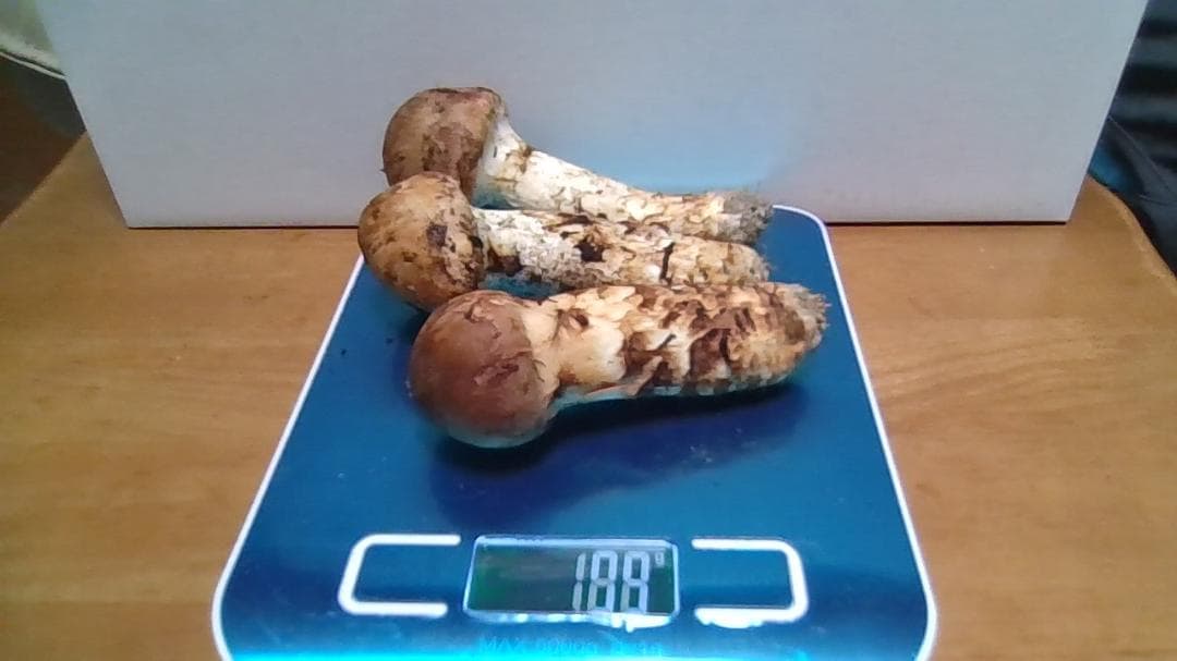 松茸3本　岡山産１００ｇ