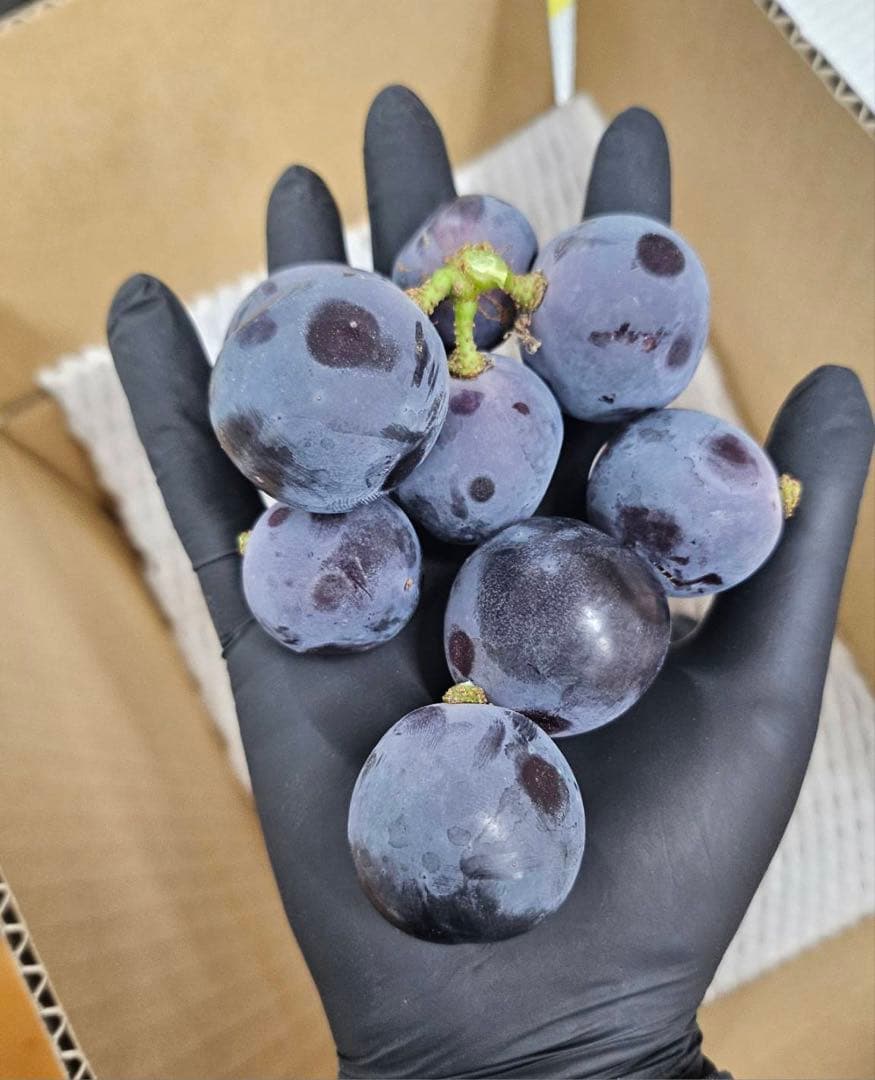 ★KANA★クール便★山形県産　ピオーネ　粒　10キロ　ご家庭用