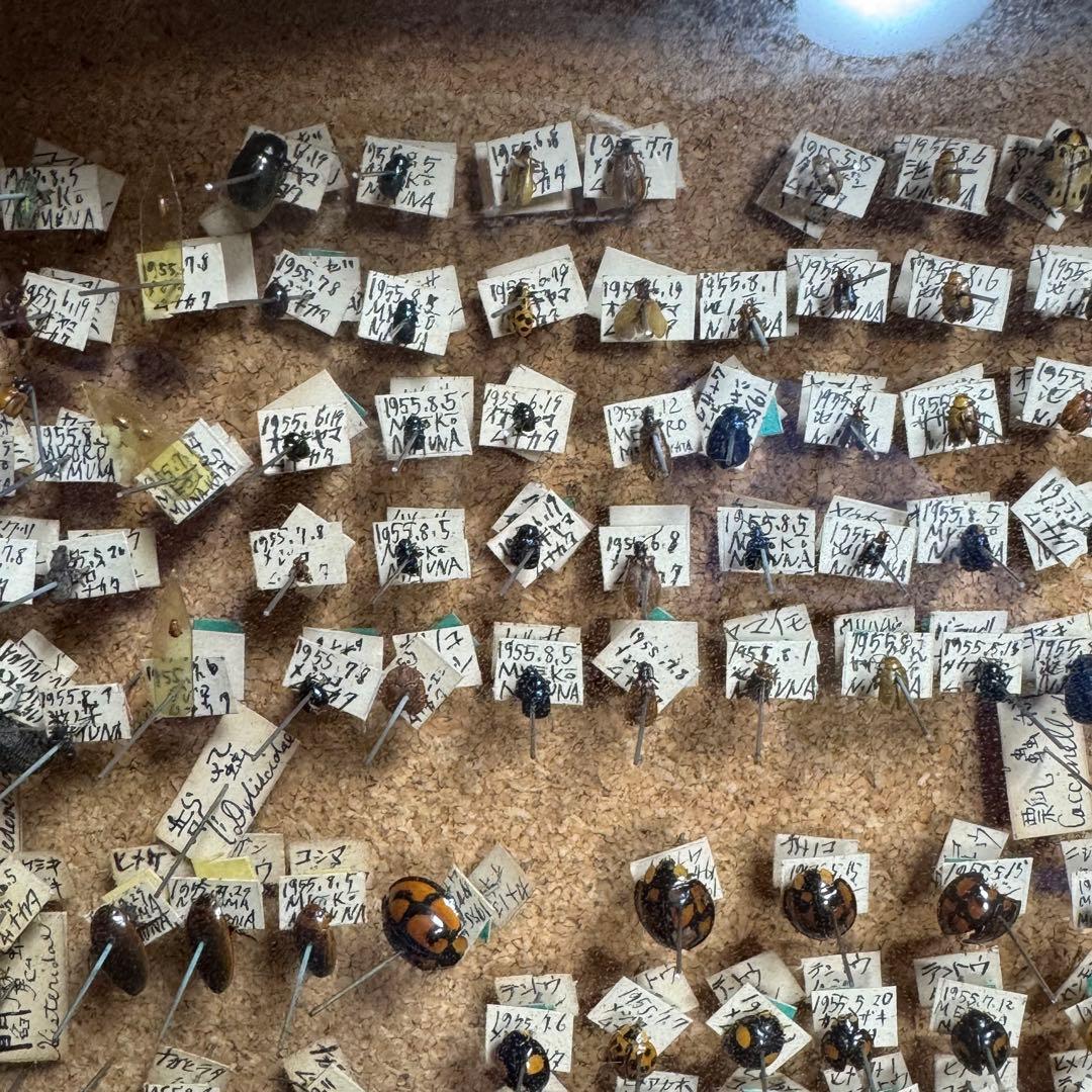 昆虫　標本　ジャンク品