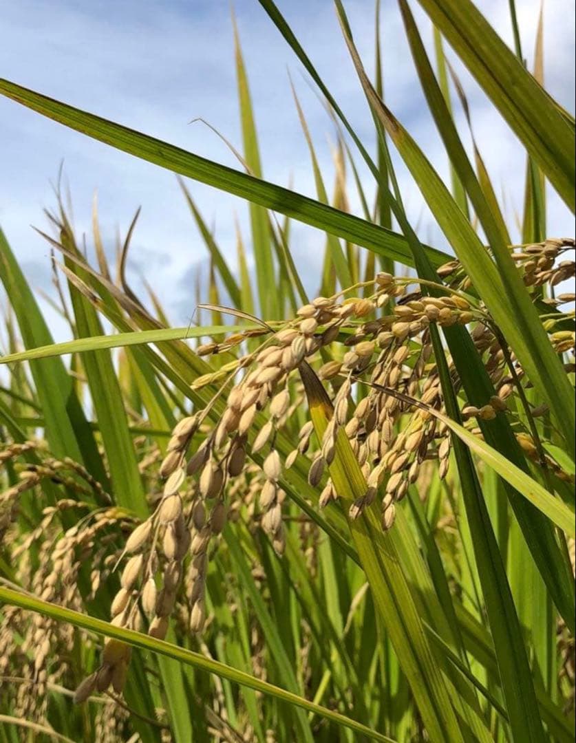 令和7年度産　山口県産（新米）10kgコシヒカリ　白米/玄米　農家直送　送料無料