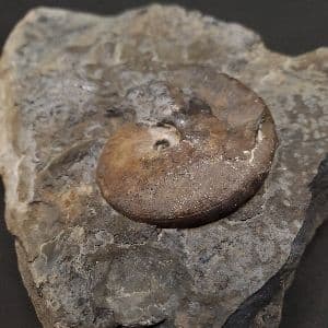 母岩付き アンモナイト 三畳紀 本物 ノルウェー産 168.48mm fan3